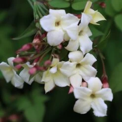 Jasminum Officinale Devon Cream (PBR) -Pure Botanica pl2000004963 card5 lg