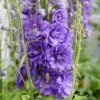 Delphinium 'Mighty Atom'