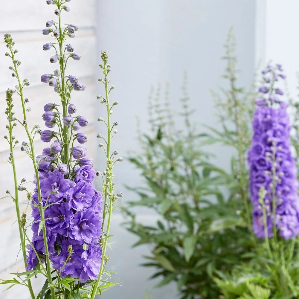 Delphinium 'Mighty Atom' 2 Delphinium 'Mighty Atom' - Image 2