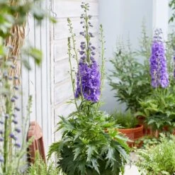 Delphinium 'Mighty Atom' 5 Delphinium 'Mighty Atom' -Pure Botanica pl2000005048 card3 lg