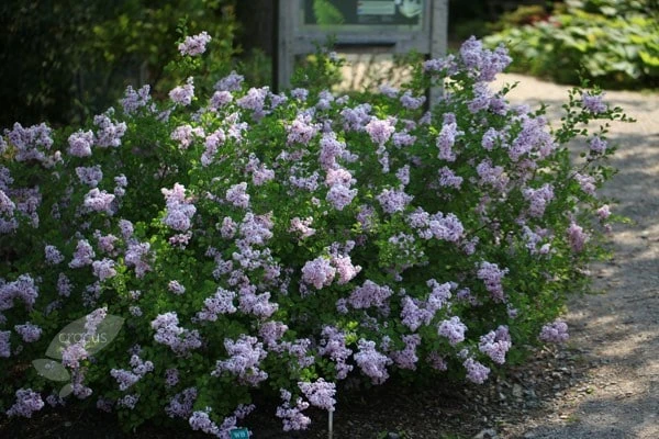 Syringa 'Red Pixie' 2 Syringa 'Red Pixie' - Image 2