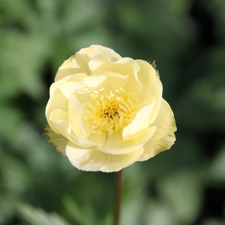 Trollius × Cultorum 'Alabaster' 1 Trollius × Cultorum 'Alabaster'