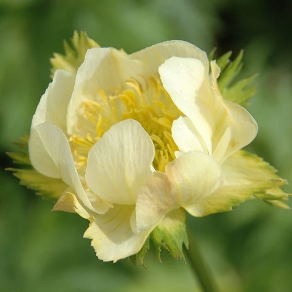 Trollius × Cultorum 'Alabaster' 2 Trollius × Cultorum 'Alabaster' - Image 2