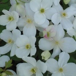 New Release 1 Clematis 'Miss Christine'