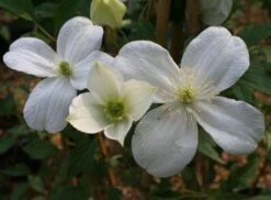 Clematis 'Miss Christine' -Pure Botanica pl2000005510 card3 lg