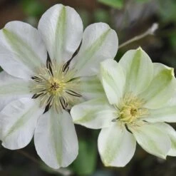 New Release 3 Clematis 'Guernsey Cream'