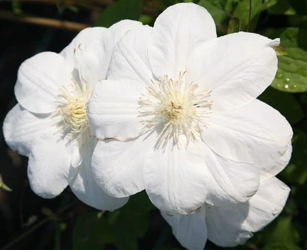 Clematis 'Guernsey Cream' 2 Clematis 'Guernsey Cream' - Image 2