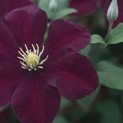 Clematis 'Warszawska Nike' -Pure Botanica pl2000006222 card3 lg