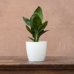 Strelitzia Reginae -Pure Botanica pl2000006625 card3 lg