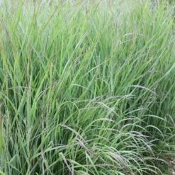 Panicum Virgatum 'Shenandoah' -Pure Botanica pl2000007020 card3 lg