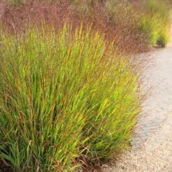 Panicum Virgatum 'Shenandoah' -Pure Botanica pl2000007020 card4 lg