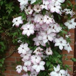 Clematis 'Fond Memories' -Pure Botanica pl2000007859 card3 lg