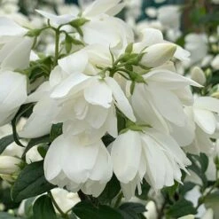 New Release 13 Philadelphus 'Snowbelle'