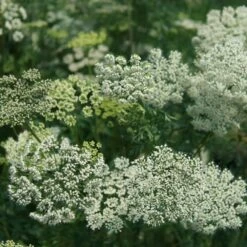 New Release -Pure Botanica pl2000009910 card2 lg