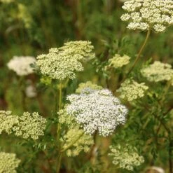 Cenolophium Denudatum -Pure Botanica pl2000009910 card3 lg
