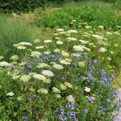 Cenolophium Denudatum -Pure Botanica pl2000009910 card4 lg