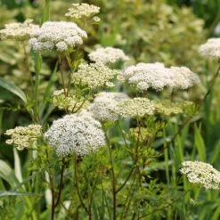 Cenolophium Denudatum -Pure Botanica pl2000009910 card5 lg