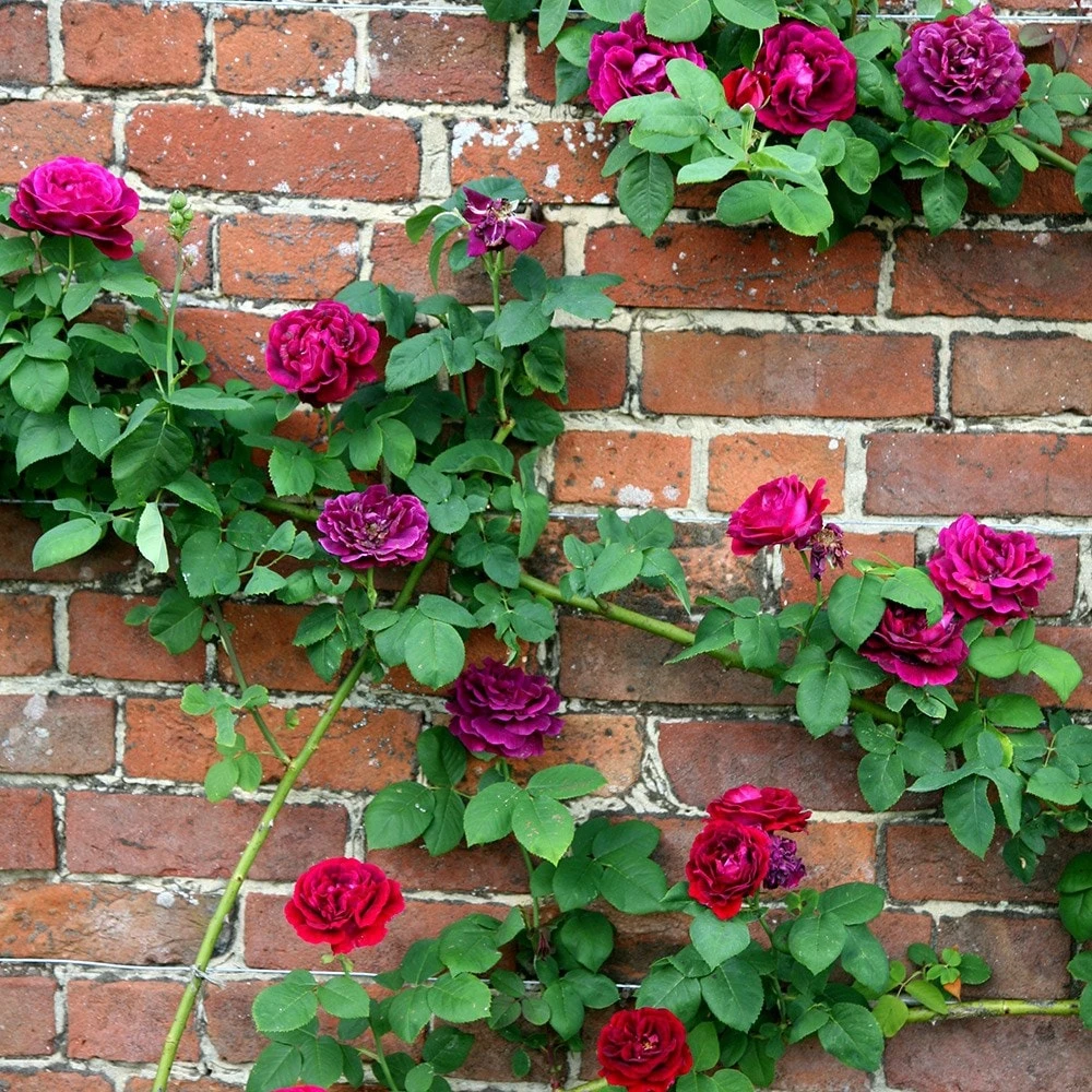 Rosa 'Souvenir Du Docteur Jamain' 2 Rosa 'Souvenir Du Docteur Jamain' - Image 2