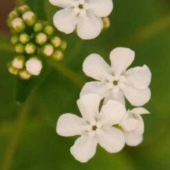 Brunnera Macrophylla 'Betty Bowring'