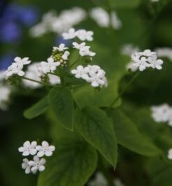 Brunnera Macrophylla 'Betty Bowring' 5 Brunnera Macrophylla 'Betty Bowring' -Pure Botanica pl2000010214 card3 lg