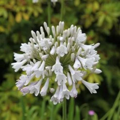 Agapanthus 'Windsor Grey'