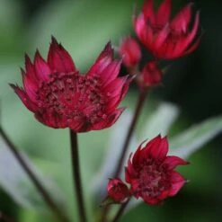 Astrantia Major 'Claret'