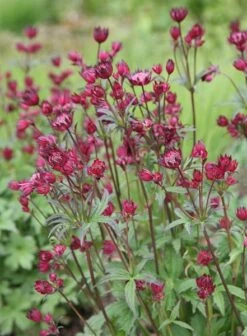 Astrantia Major 'Claret' -Pure Botanica pl2000010594 card3 lg