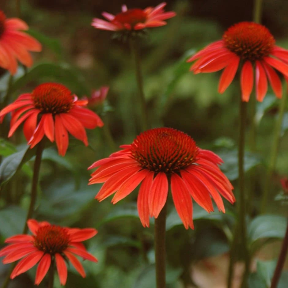 Echinacea 'Sundown' (PBR) (Big Sky Series) 1 Echinacea 'Sundown' (PBR) (Big Sky Series)