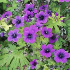 Geranium 'Ann Folkard'