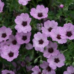 New Release 19 Geranium (Cinereum Group) 'Ballerina'