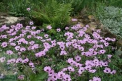 New Release -Pure Botanica pl2000010685 card2 lg