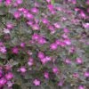Geranium Orkney Cherry ('Bremerry') (PBR)