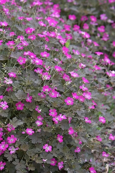 Geranium Orkney Cherry ('Bremerry') (PBR) 2 Geranium Orkney Cherry ('Bremerry') (PBR) - Image 2