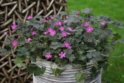 Geranium Orkney Cherry ('Bremerry') (PBR) 13 Geranium Orkney Cherry ('Bremerry') (PBR) -Pure Botanica pl2000010701 card3 lg