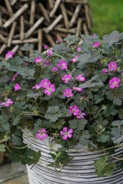 Geranium Orkney Cherry ('Bremerry') (PBR) 15 Geranium Orkney Cherry ('Bremerry') (PBR) -Pure Botanica pl2000010701 card5 lg