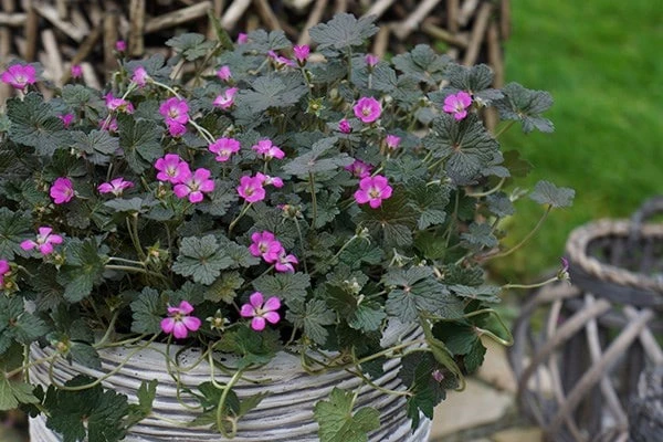 Geranium Orkney Cherry ('Bremerry') (PBR) 7 Geranium Orkney Cherry ('Bremerry') (PBR) - Image 7