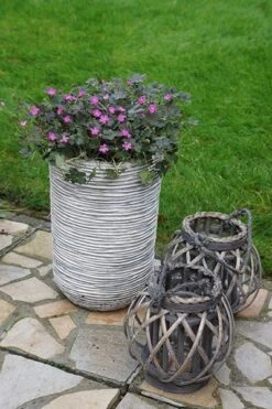 Geranium Orkney Cherry ('Bremerry') (PBR) 18 Geranium Orkney Cherry ('Bremerry') (PBR) -Pure Botanica pl2000010701 card8 lg