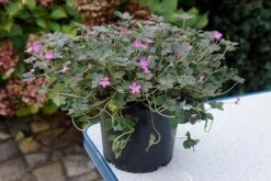 Geranium Orkney Cherry ('Bremerry') (PBR) 19 Geranium Orkney Cherry ('Bremerry') (PBR) -Pure Botanica pl2000010701 card9 lg