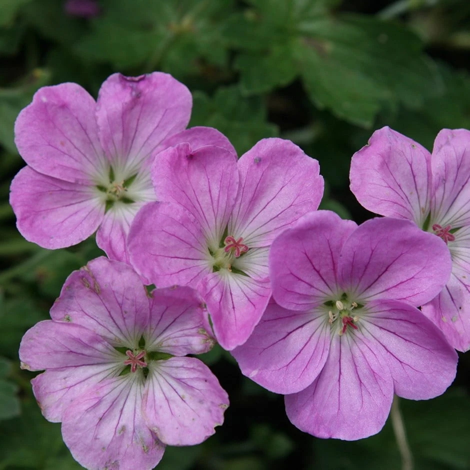 Geranium 'Mavis Simpson' 1 Geranium 'Mavis Simpson'