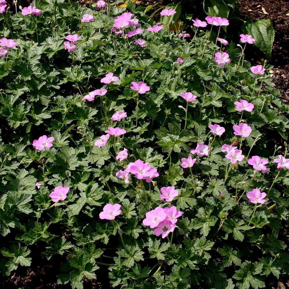 Geranium 'Mavis Simpson' 2 Geranium 'Mavis Simpson' - Image 2