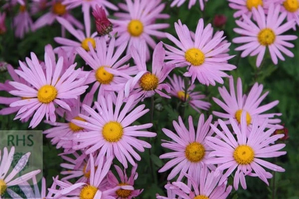 Chrysanthemum 'Clara Curtis' 2 Chrysanthemum 'Clara Curtis' - Image 2