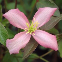 Clematis 'Warwickshire Rose'