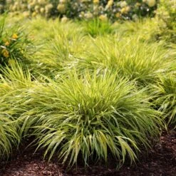 Hakonechloa Macra 'Aureola'