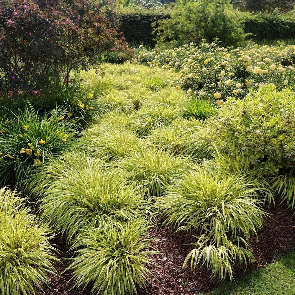 Hakonechloa Macra 'Aureola' 2 Hakonechloa Macra 'Aureola' - Image 2