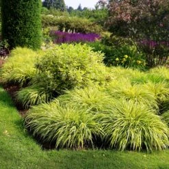 Hakonechloa Macra 'Aureola' 5 Hakonechloa Macra 'Aureola' -Pure Botanica pl2000011921 card3 lg