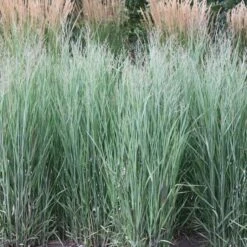 Panicum Virgatum 'Heavy Metal'