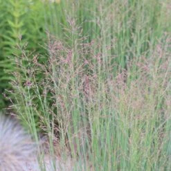 Panicum Virgatum 'Heavy Metal' -Pure Botanica pl2000011923 card3 lg