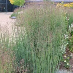Panicum Virgatum 'Heavy Metal' -Pure Botanica pl2000011923 card4 lg