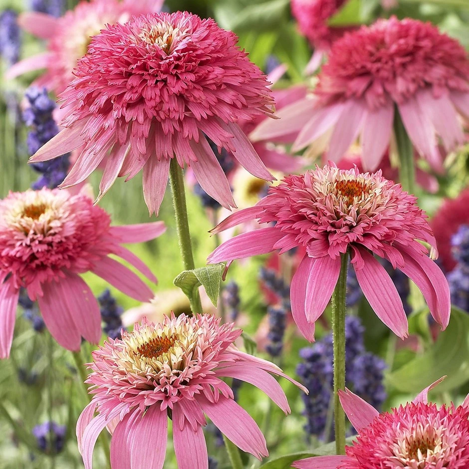 Echinacea Purpurea 'Pink Double Delight' (PBR) (Cone-fections Series) 1 Echinacea Purpurea 'Pink Double Delight' (PBR) (Cone-fections Series)
