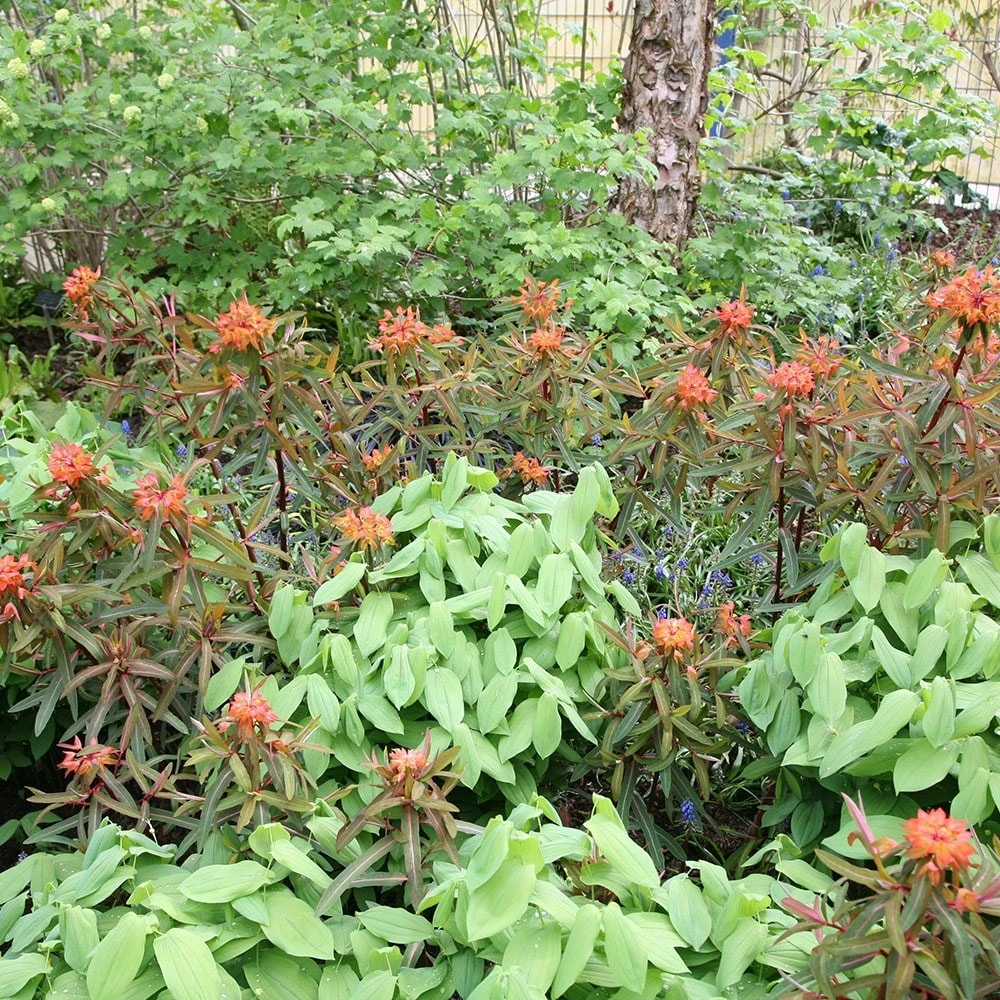 Euphorbia Griffithii 'Fireglow' 2 Euphorbia Griffithii 'Fireglow' - Image 2